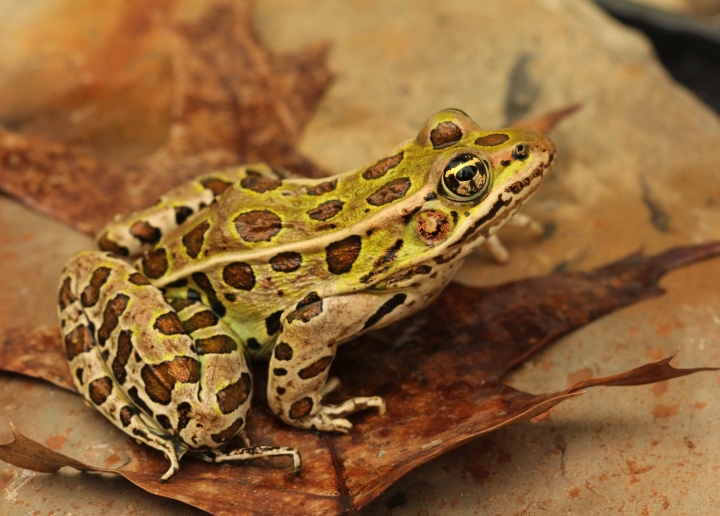 Northern Leopard Frog